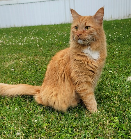 Oliver