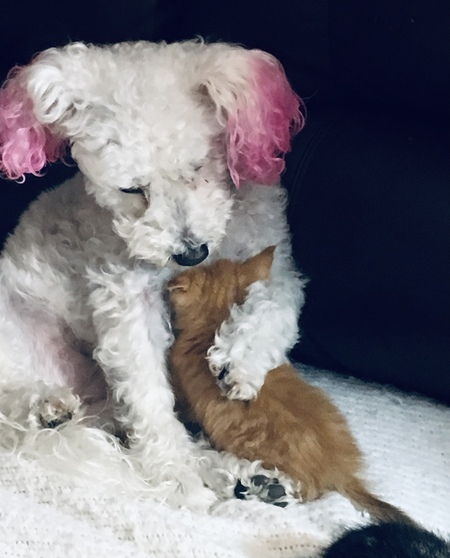 Rosie (dog) Punkin’ (kitten)