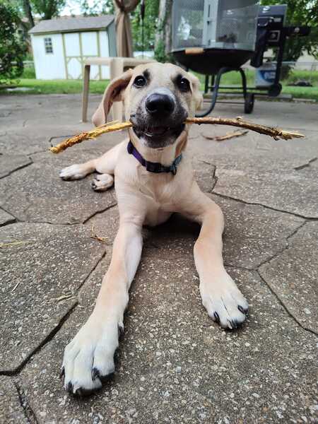 Maple