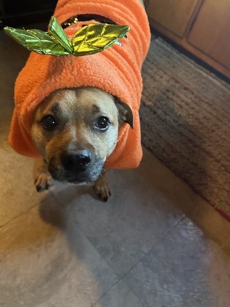 Penny