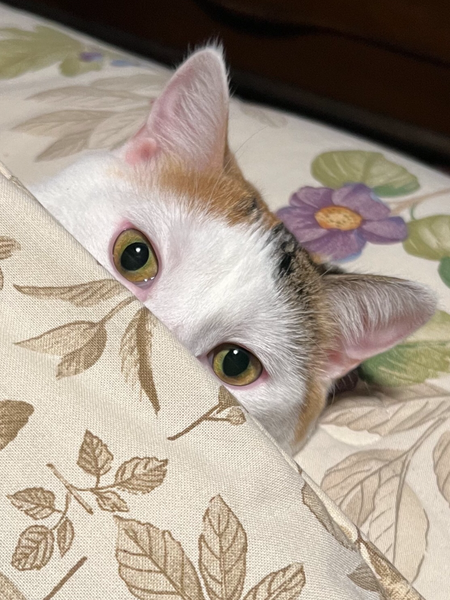 Ella