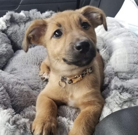 Willow