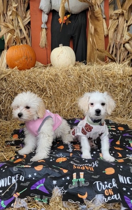Stella and Jack