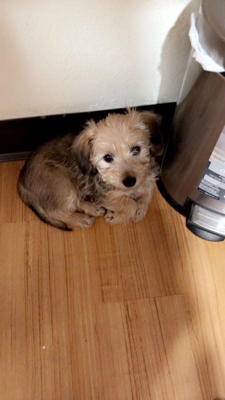 Tobi
