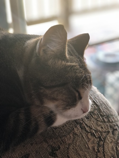 Moxie 