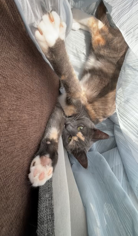 Lady Mae