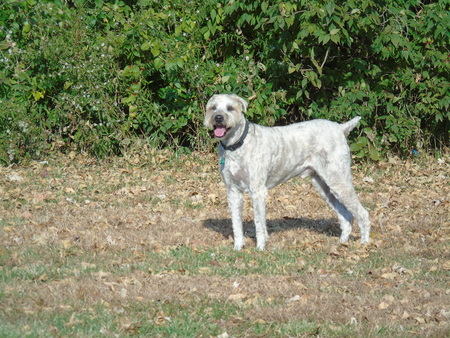 Maximillian Land of Lincoln; Max