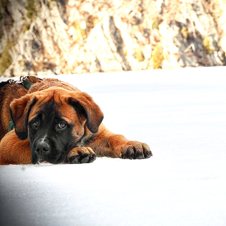 Bailey