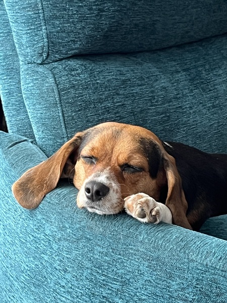Daisy