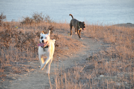 Kol and Brody