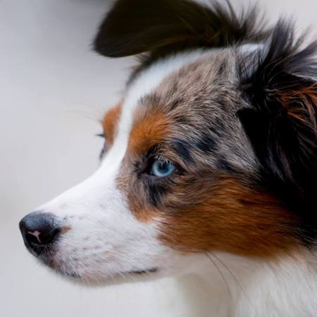 Milo