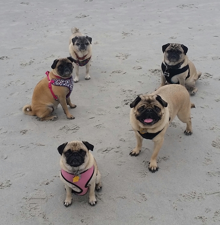 Lola, Koko, Stoagie, Babalou, and Toby (From bottom left going clockwise)