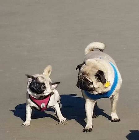 Lola and Toby