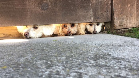 Baby, Estrellita & Mia