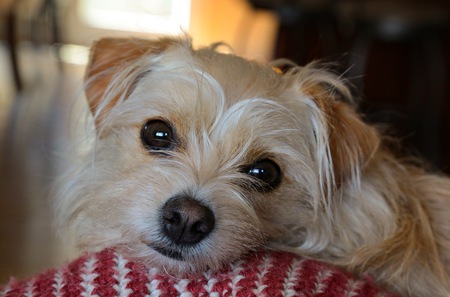 Lucy