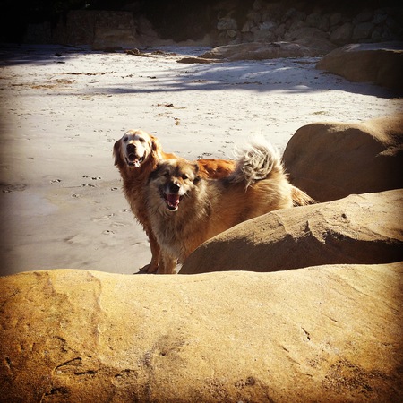 Murphy and Goldie