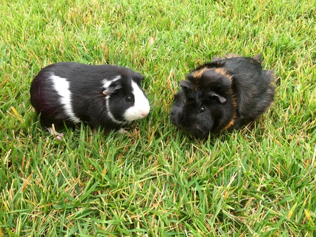 JoJo & BB
