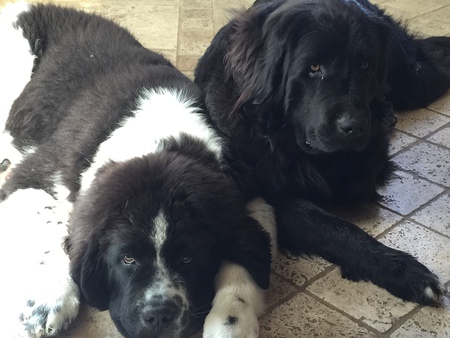 Gracie & Traveler