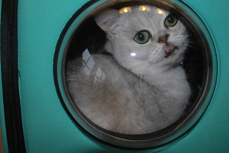 Jasper the Astronaut