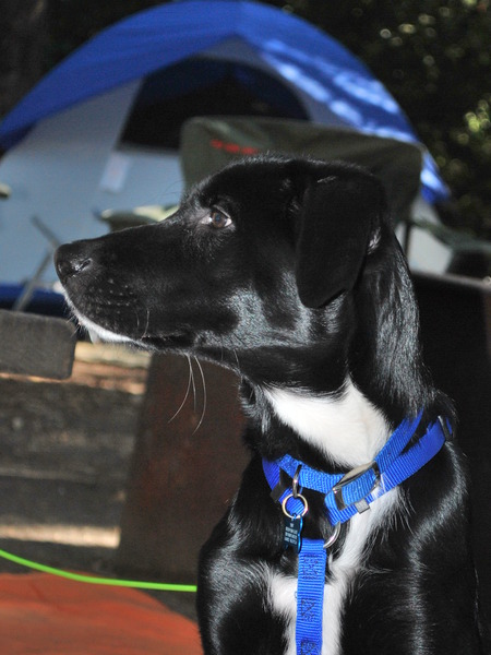 Toby