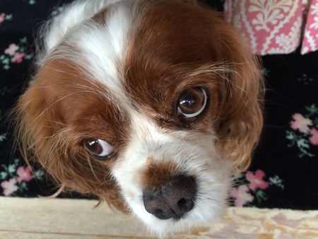Maggie
