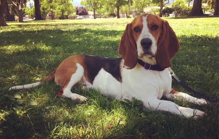 Lola