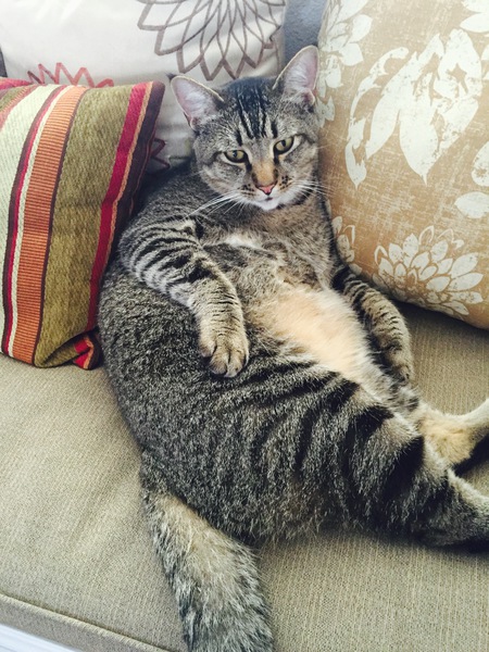 Mr. Purrcey