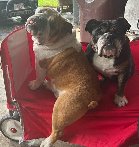 Walter (SNORT Alumni, white and tan) and Eve (black and white)