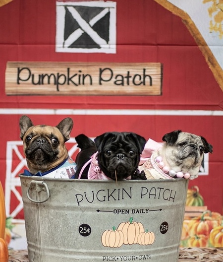 Auggie, Gabbie, Honey