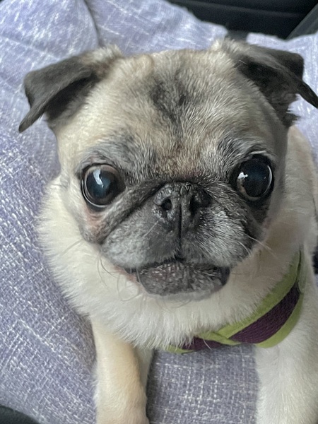 Gizmo
