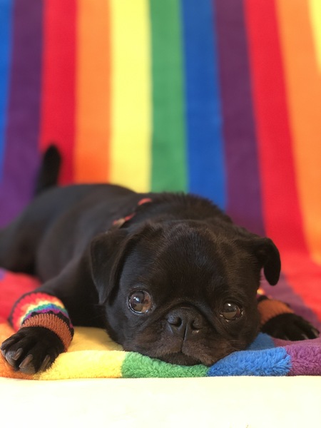 Audrey 
