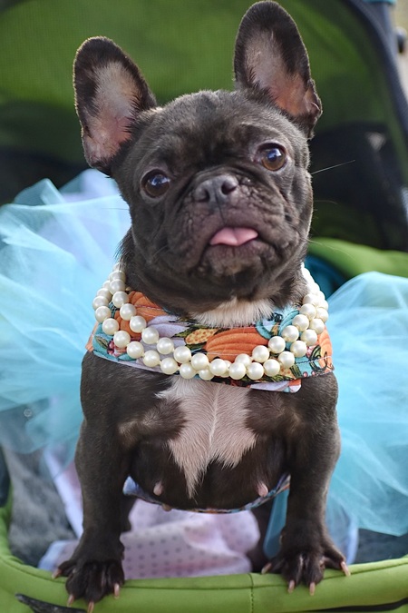 Baci 