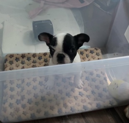 Oscar