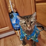 Entry image for Stitch