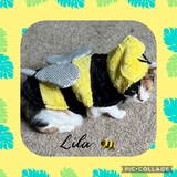 Entry image for Lila