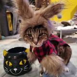 Entry image for Sheldon