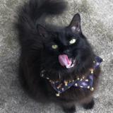 Entry image for Casper 