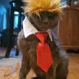 Entry image for Angel