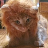 Entry image for Gingy