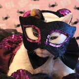 Entry image for Orvis