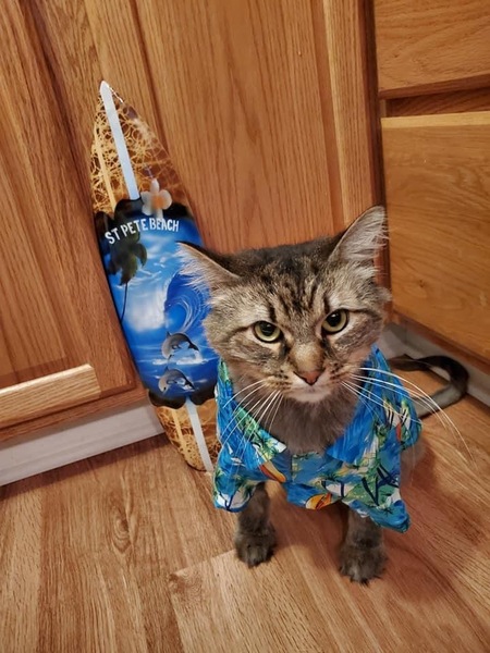 Entry image for Stitch. Clicking this image will show a larger photo