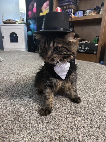 Entry image for Leo. Clicking this image will show a larger photo