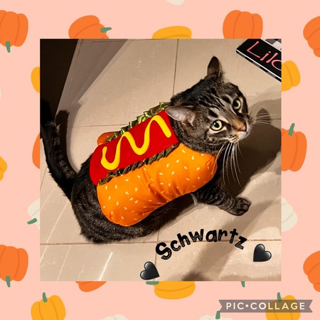 Entry image for Schwartz . Clicking this image will show a larger photo