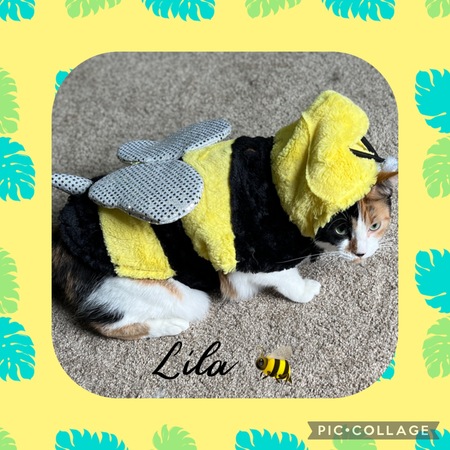 Entry image for Lila. Clicking this image will show a larger photo