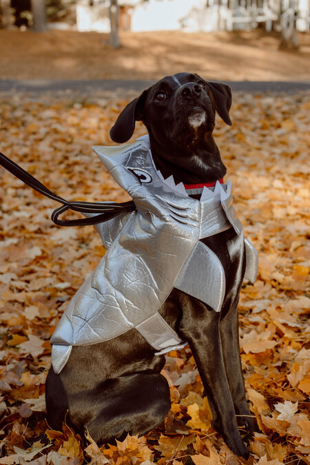 Entry image for Porter. Clicking this image will show a larger photo