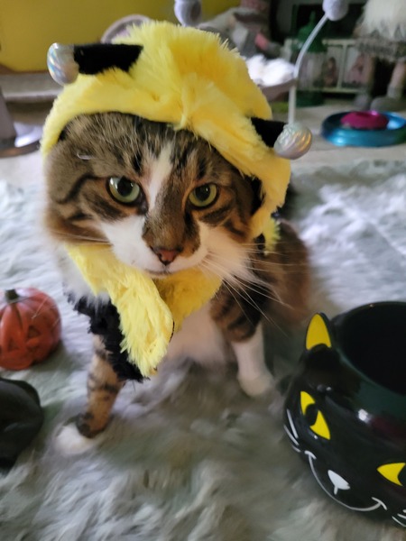 Entry image for Baxter . Clicking this image will show a larger photo