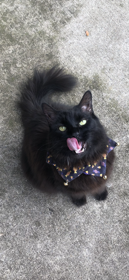 Entry image for Casper . Clicking this image will show a larger photo