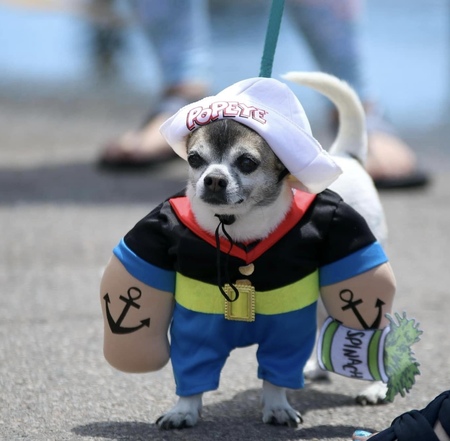 Entry image for Roscoe. Clicking this image will show a larger photo