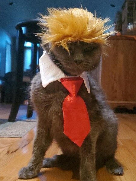 Entry image for Angel. Clicking this image will show a larger photo