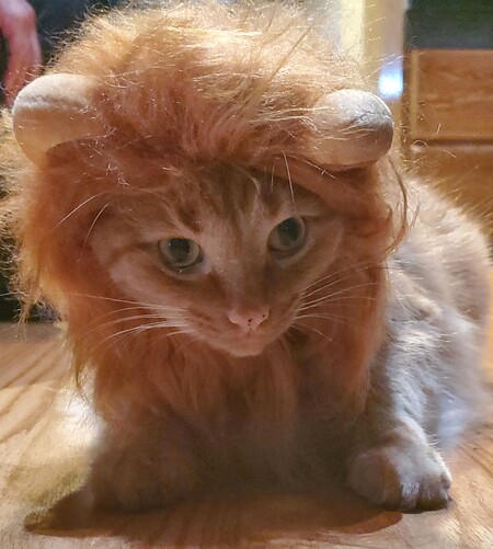 Entry image for Gingy. Clicking this image will show a larger photo